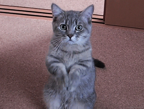 cat gif